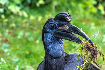 Abyssinian northern Ground Hornbill, Bucorvus abyssinicus strange bird