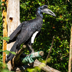 Abyssinian northern Ground Hornbill, Bucorvus abyssinicus strange bird