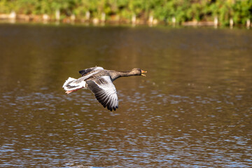 The flying greylag goose, Anser anser is a species of large goose