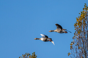 Obraz premium The flying greylag goose, Anser anser is a species of large goose