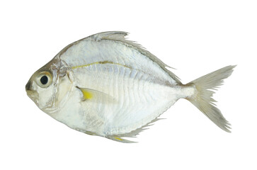 Common ponyfish isolated on white background