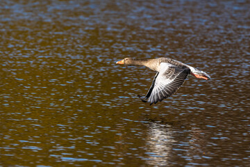 The flying greylag goose, Anser anser is a species of large goose