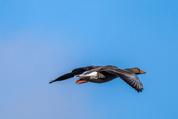 Obraz premium The flying greylag goose, Anser anser is a species of large goose