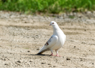 A white dove sits on the ground on a summer sunny day. close-up. The dove gracefully arched its neck. Beautiful white bird in the wild. Beauty is next to us, let's save it! 