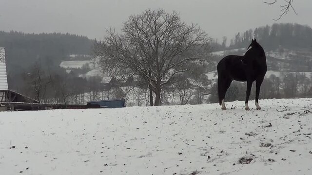 Pferd im Winter auf der Wiese