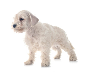 white miniature schnauzer in studio