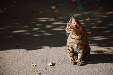 A homeless cat walks the autumn streets and bask in the sun