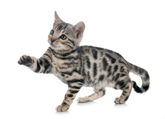 bengal kitten in studio