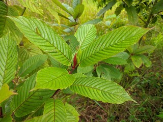 Kratom plants (Mitragyna speciosa) grows wild in tropical nature Borneo