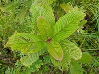 Kratom plants (Mitragyna speciosa) grows wild in tropical nature Borneo