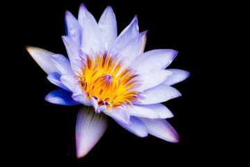 blue water lily isolated on black