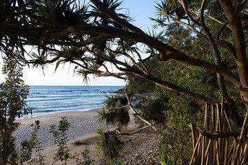Beach, surfers, tress, and ocean, Noosa, Queensland, Australia