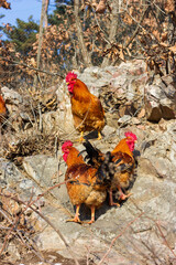 rooster and hens in a farm
