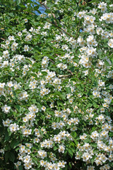 Blühender Europäischer Pfeifenstrauch, Philadelphus coronarius