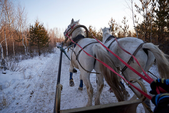 two white horses harnessed to a sleigh in the winter forest