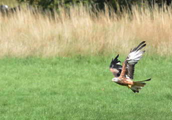 Red Kite taking flight