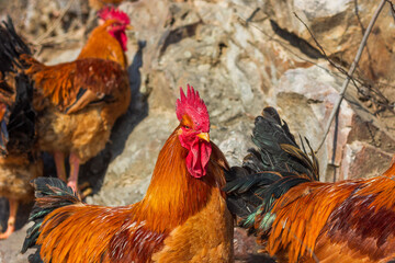 rooster in the farm