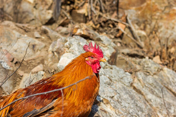 rooster in the farm
