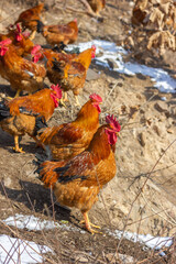 A flock of roosters on a winter hillside