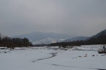 mountain river in wintertime. carpathian landscape with spruce forest and snow covered shore ukraine