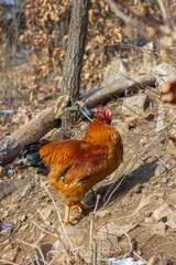red rooster in the farm