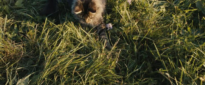 Young cat catch a mouse in the grass wild playful animal superiority