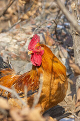Closeup of a rooster on a winter hillside