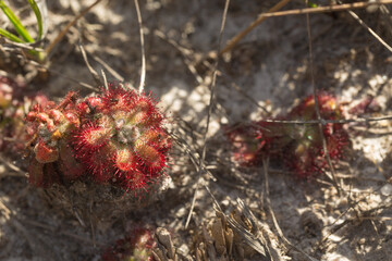 The Sundew Drosera spirocalyx, a carnivorous plants, seen in natural habitat in the Serra do Cipo Nationalpark in Minas Gerais, Brazil