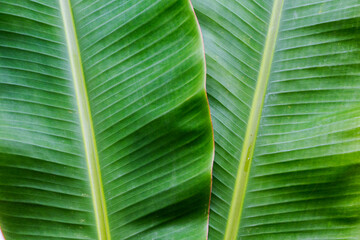 background texture nature colorful bright banana leaf arrangement flat lay style