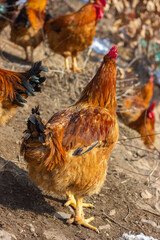 A flock of roosters on a winter hillside