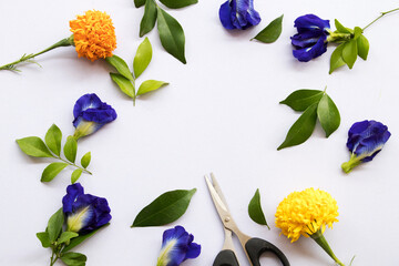 blue flower butterfly pea and yellow ,orange marigold local flora of asia with scissors arrangement flat lay postcard style on background white