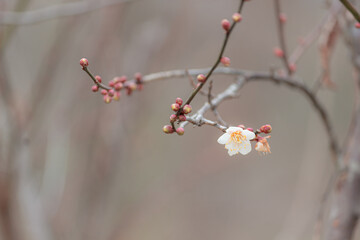 咲き始めた小さな梅の花