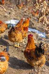 two chickens in the yard