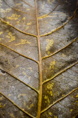 leaf texture