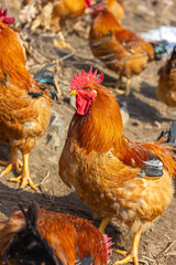 A flock of roosters on a winter hillside