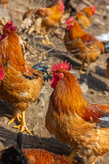 A flock of roosters on a winter hillside