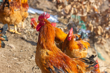 rooster in the farm