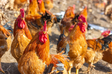 A flock of roosters on a winter hillside