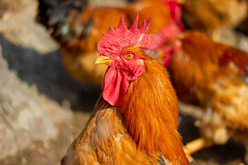 Big rooster head close-up
