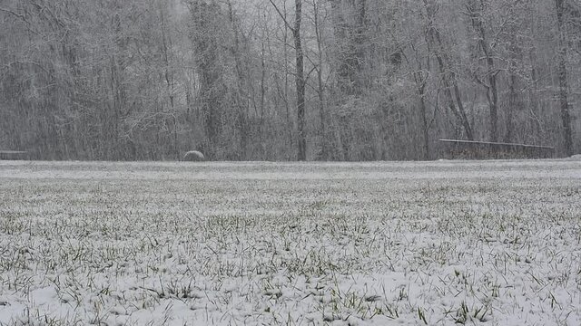 abundant snowfall covers forests and meadows