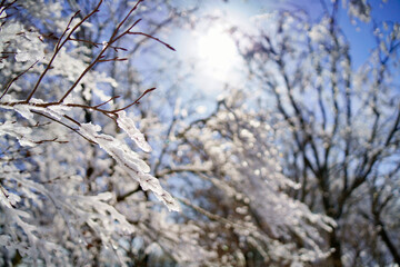 阿夫利山（大山）の山頂付近の氷の花を咲かせた樹木