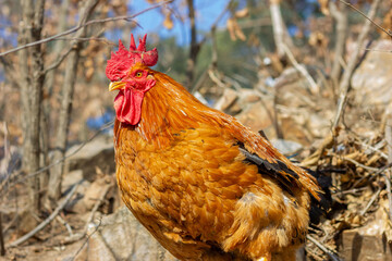 Big rooster standing on the hillside looking down