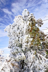 神奈川県・大山の山頂付近の片側が凍り付いた杉の木