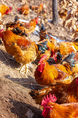 red rooster in the grass