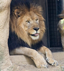 portrait of a lion