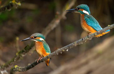 Сommon kingfisher, Alcedo atthis. Two young bird sitting on a branch close to each other