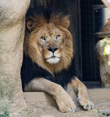 Obraz na płótnie Canvas lion in zoo