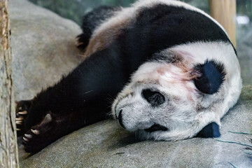 panda © mark