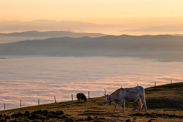 Cows pasturing on a mountain, above a sea of fog at sunset