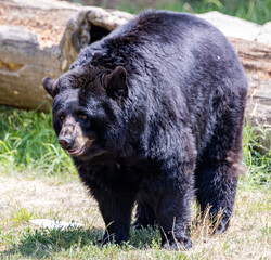 Fototapeta premium brown bear in the forest